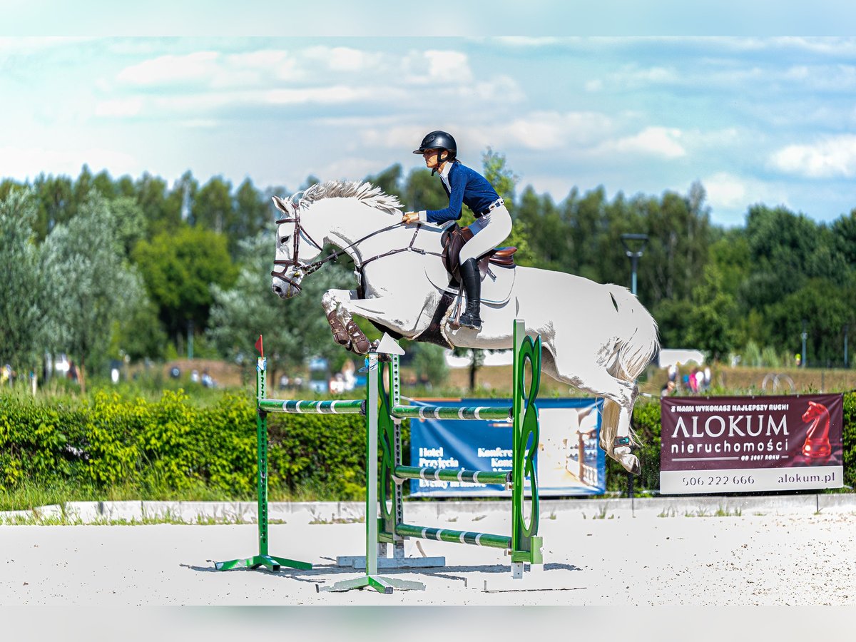 Polish Warmblood Mare 8 years 16,2 hh Gray in Łazy