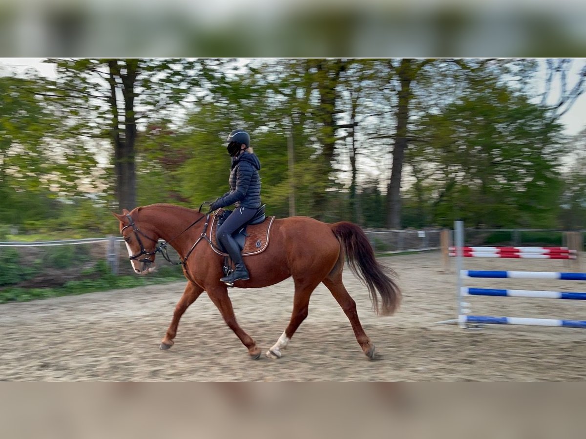 Polish Warmblood Mare 8 years 16 hh Chestnut-Red in Ganderkesee