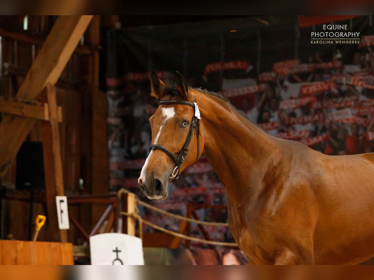 Polish Warmblood Mix Mare 9 years 16,3 hh Brown-Light in Sokolniki Gwiazdowskie