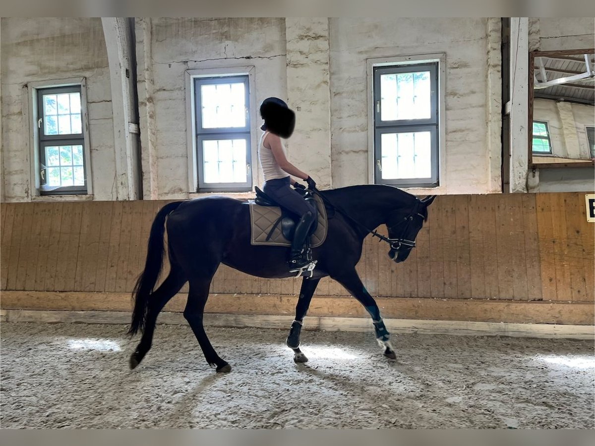 Polish Warmblood Mare 9 years 16 hh Black in Lauterbach