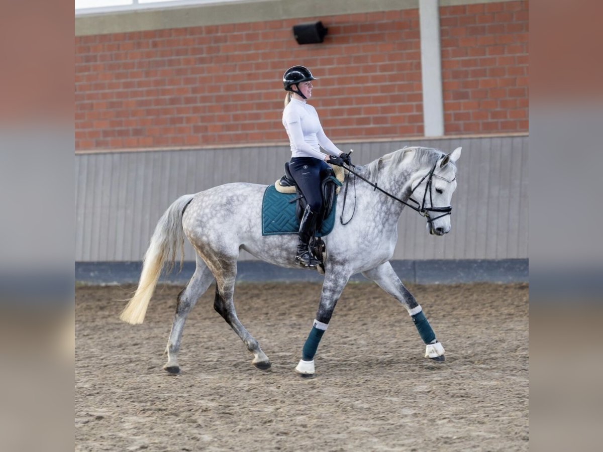 Polish Warmblood Mare 9 years 16,2 hh Grey-Dapple in Sch&#xF6;nberg