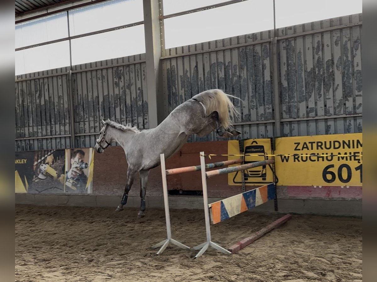 Polish Warmblood Mare 9 years 17 hh Grey in Zalesieostr&#xF3;w wielkopolski