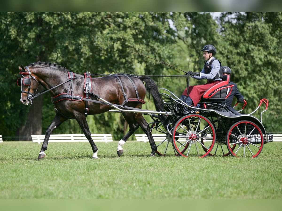 Polish Warmblood Stallion 14 years 16,1 hh Bay-Dark in Kalinowa