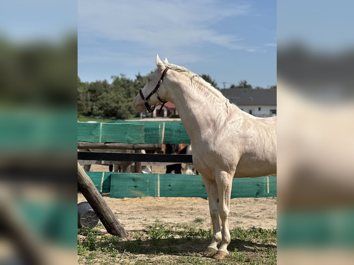 Polish Warmblood Stallion 15 years 16 hh Cremello in Sława