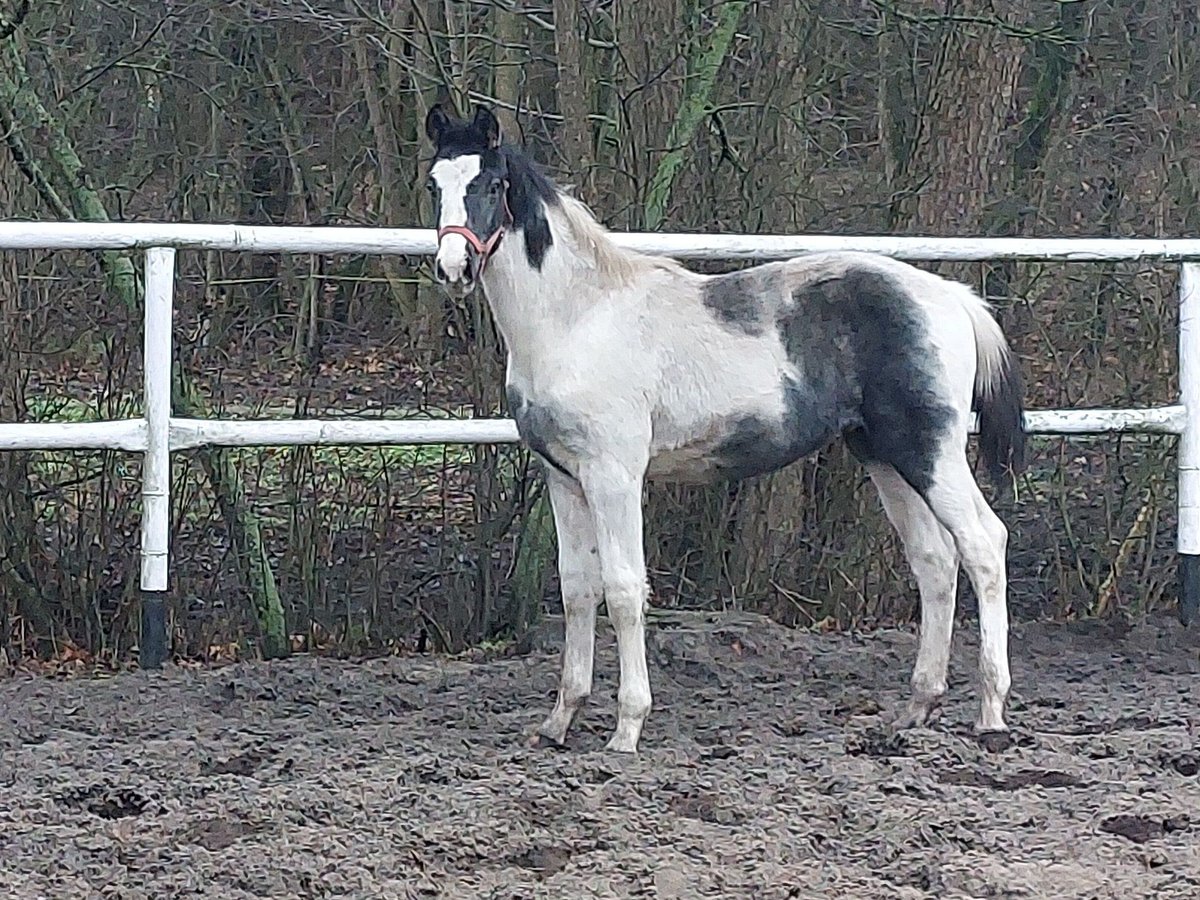 Polish Warmblood Stallion 1 year 16,2 hh Pinto in Chełmno