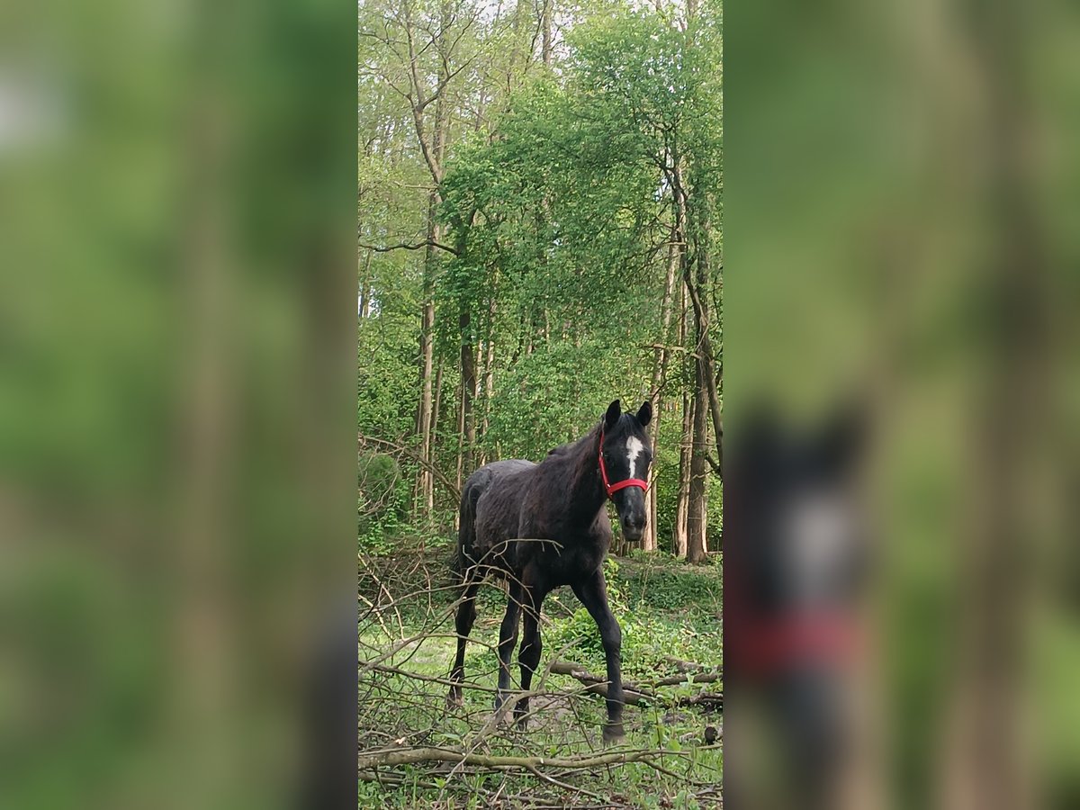 Polish Warmblood Stallion 1 year Gray in Grądy