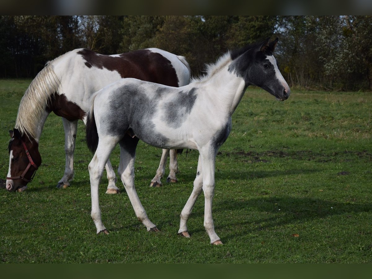 Polish Warmblood Stallion 1 year Pinto in Chelmno