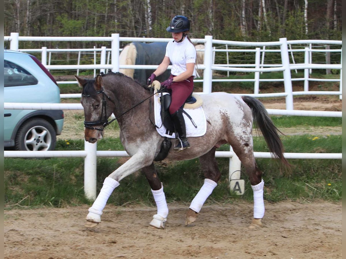 Polish Warmblood Stallion 4 years 16 hh Leopard-Piebald in Szemud