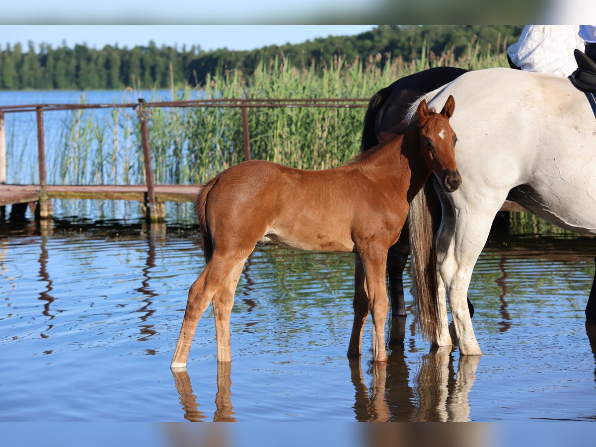 Polish Warmblood Stallion  16,2 hh Chestnut in Barczewo