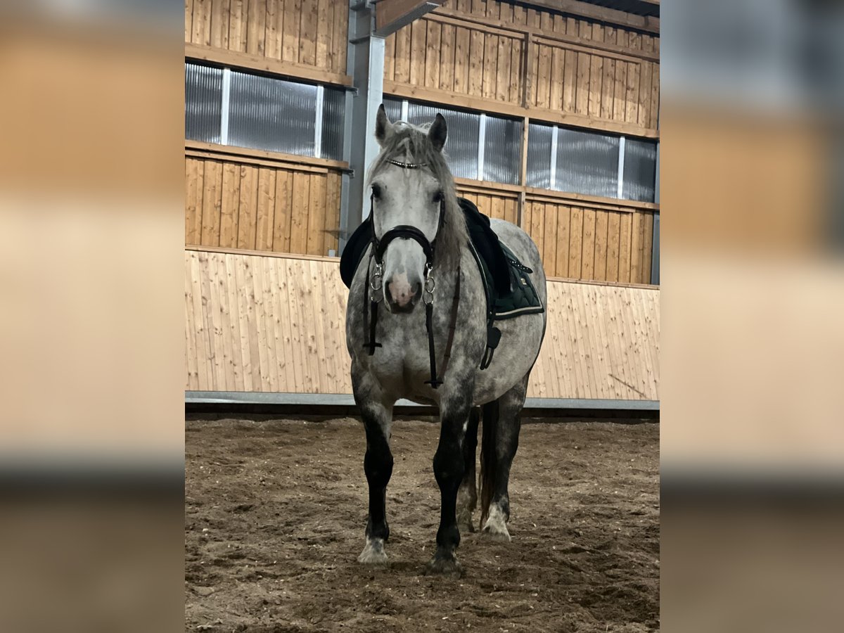 Polnisches Halbblut Mix Hengst 12 Jahre 156 cm Schimmel in Rinchnach Polnisches Halbblut Mix Hengst 12 Jahre 156 cm Schimmel in Rinchnach