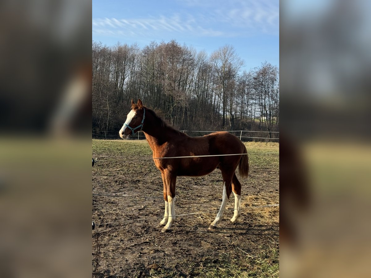 Polnisches Halbblut Hengst 1 Jahr 140 cm Fuchs in Bodzanów