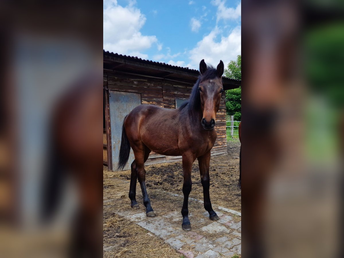 Polnisches Halbblut Hengst 1 Jahr 150 cm Dunkelbrauner in Katowice