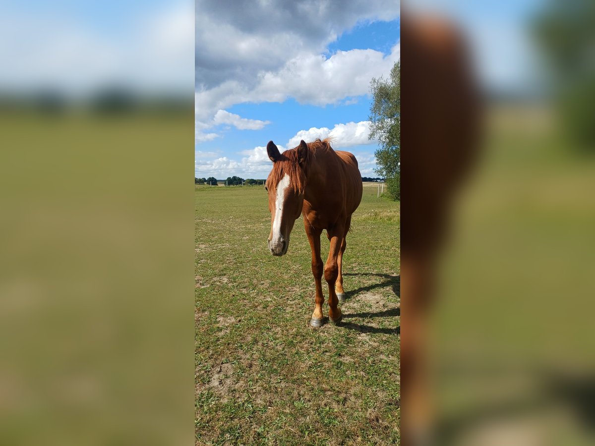 Polnisches Halbblut Mix Hengst 1 Jahr 150 cm Rotschimmel in N&#x119;tno