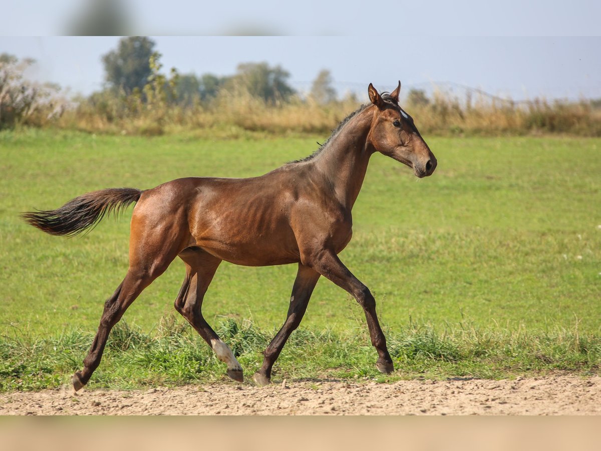 Polnisches Halbblut Hengst 1 Jahr 178 cm Brauner in Reszki