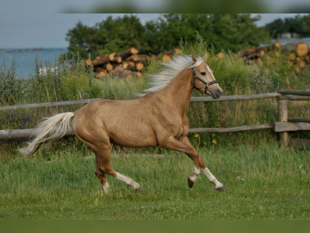 Polnisches Halbblut Hengst 3 Jahre 160 cm Palomino in Piecowice