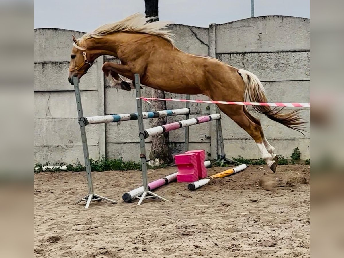 Polnisches Halbblut Hengst 3 Jahre 161 cm Palomino in Dobrosz&#xF3;w Ole&#x15B;nicki