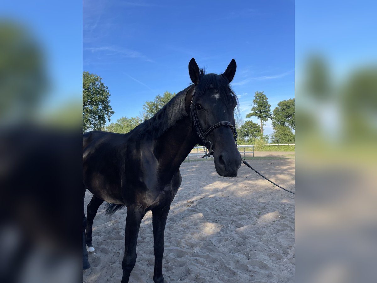 Polnisches Halbblut Hengst 4 Jahre 162 cm Rappe in Wschowa