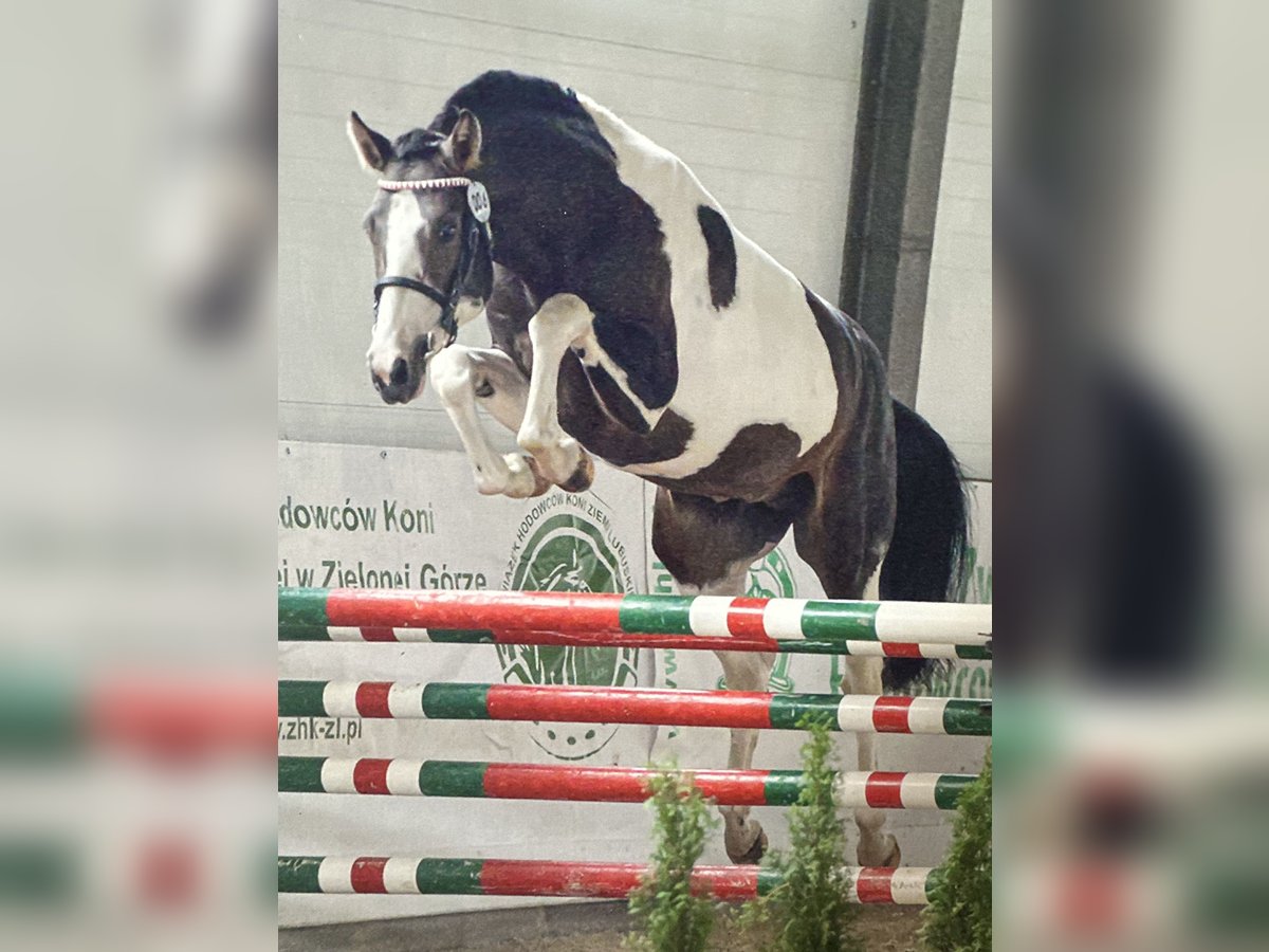 Polnisches Halbblut Hengst 4 Jahre 167 cm Schecke in &#x17B;ytno