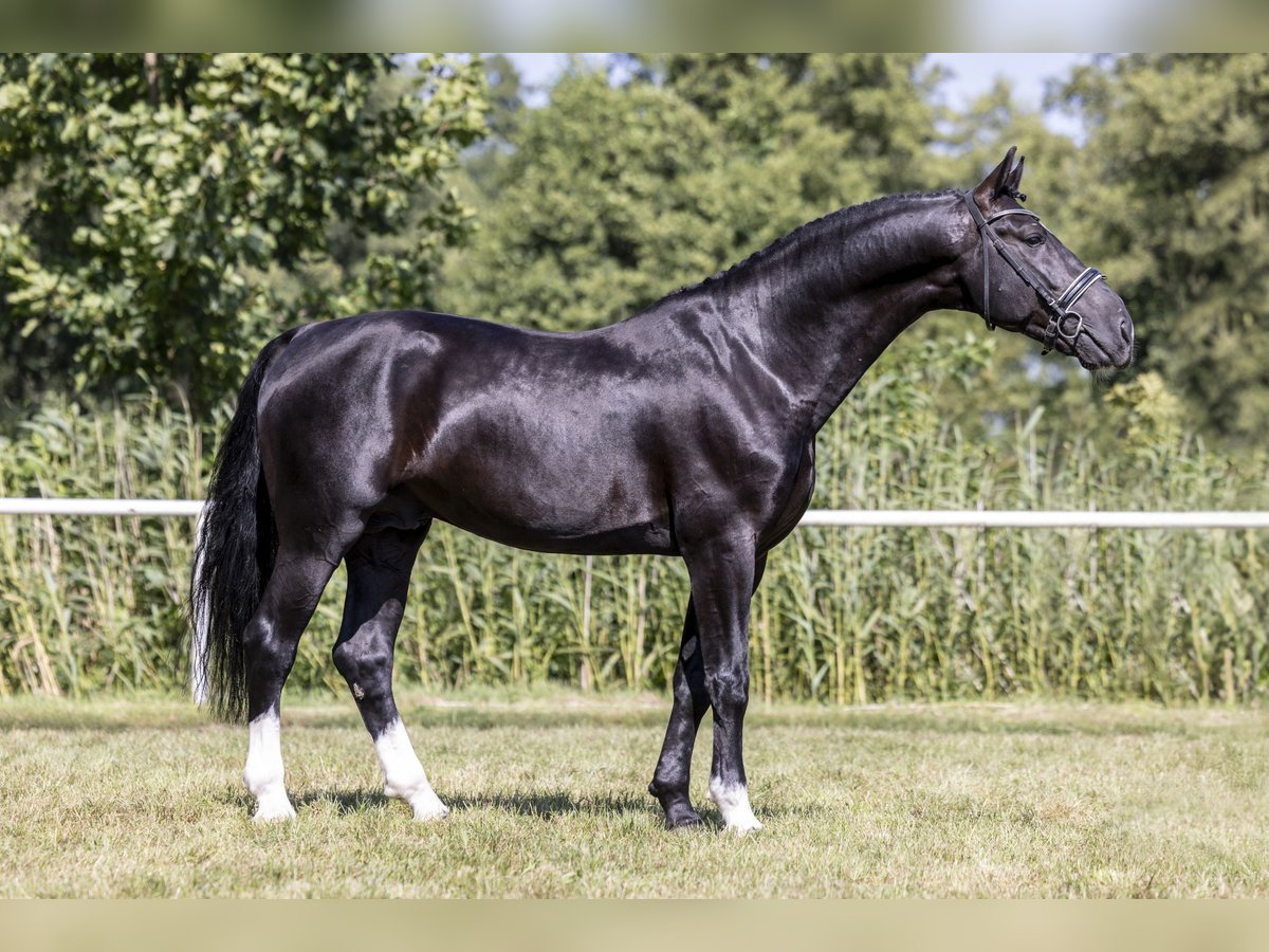 Polnisches Halbblut Hengst 8 Jahre 167 cm Rappe in Rawicz