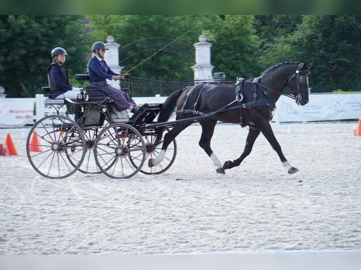 Polnisches Halbblut Hengst 8 Jahre 167 cm Rappe in Rawicz