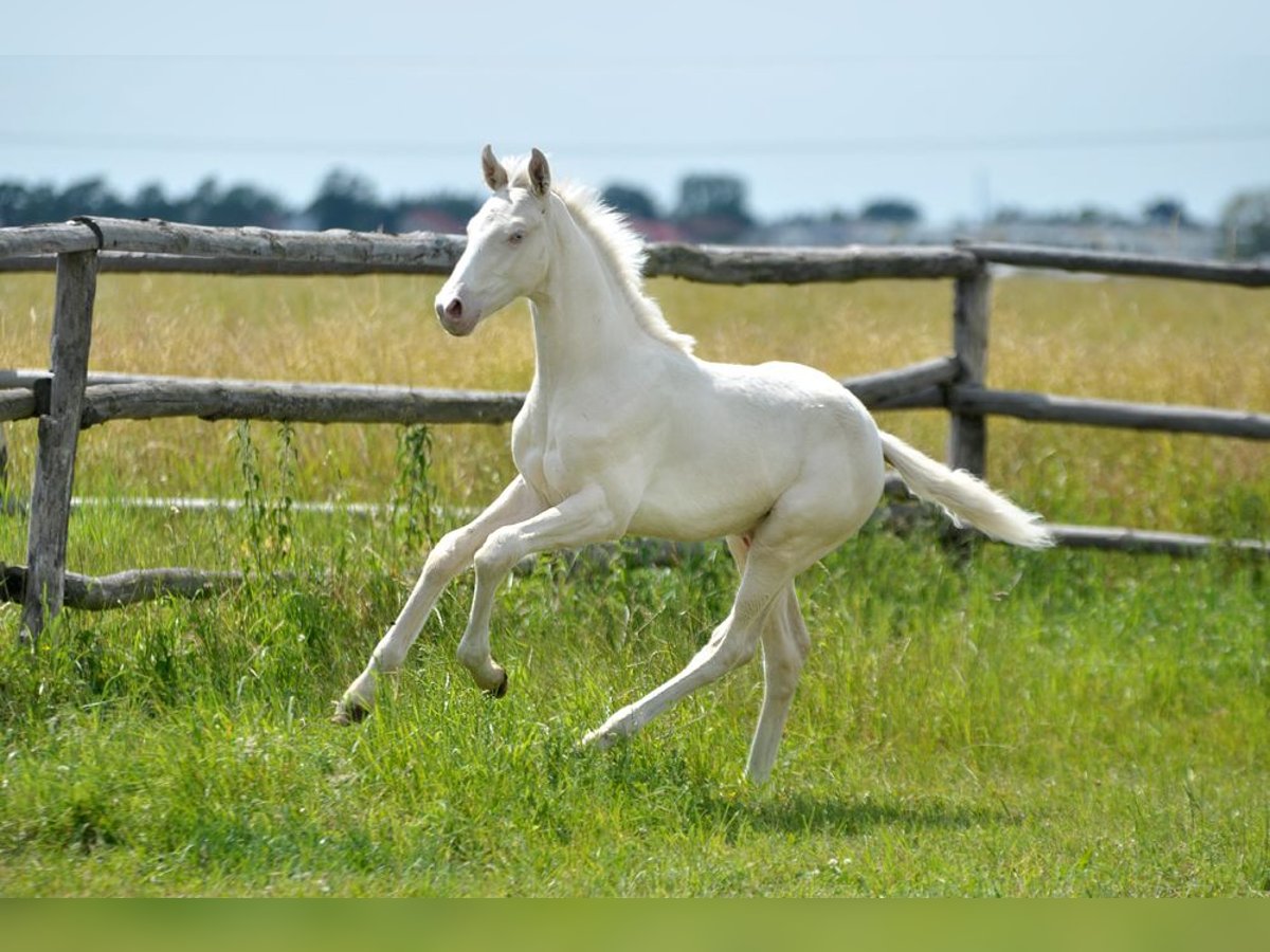 Polnisches Halbblut Hengst  165 cm Cremello in Piecowice