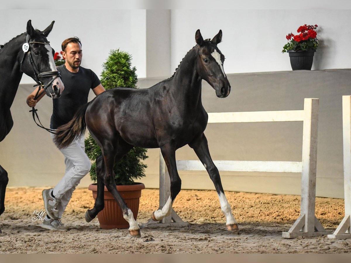 Polnisches Halbblut Hengst Fohlen (03/2024) 168 cm Rappe in Barwałd średni