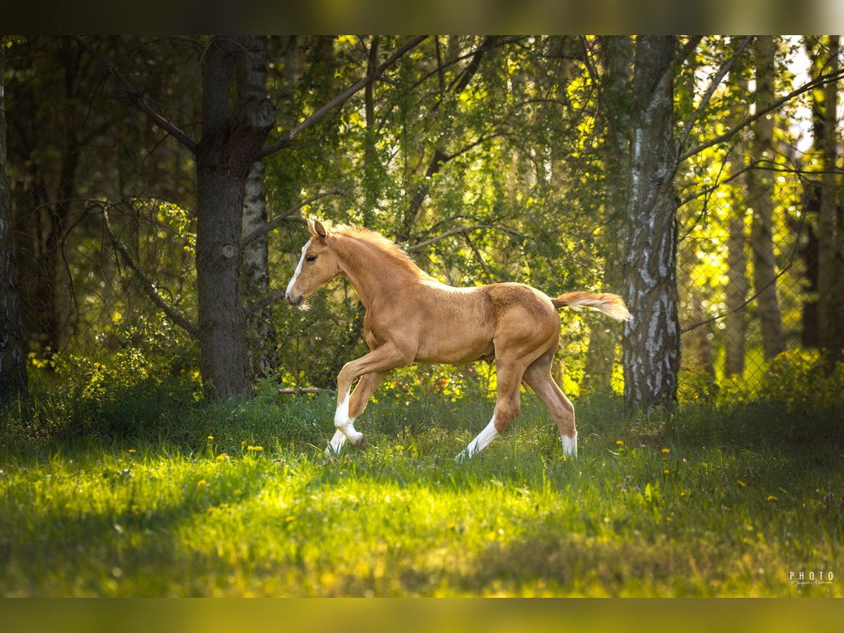 Polnisches Halbblut Hengst  170 cm Palomino in Grudzi&#x105;dz