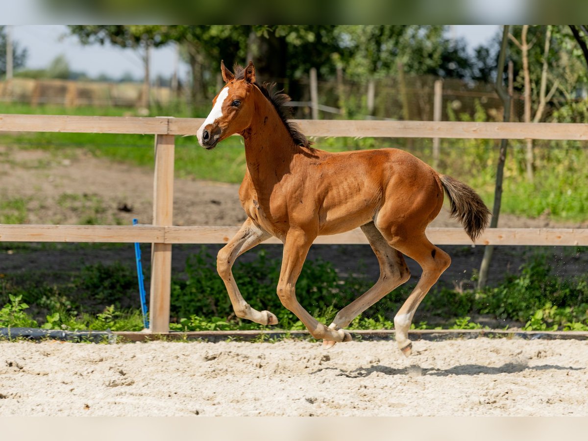 Polnisches Halbblut Hengst Fohlen (06/2025) Brauner in Stalewo