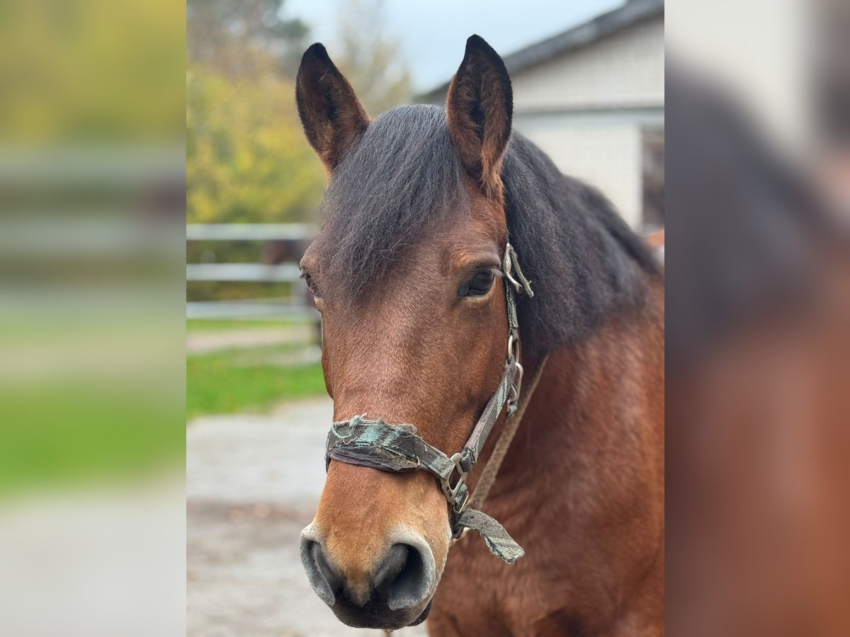 Polnisches Halbblut Stute 11 Jahre 160 cm in G&#xFC;tersloh