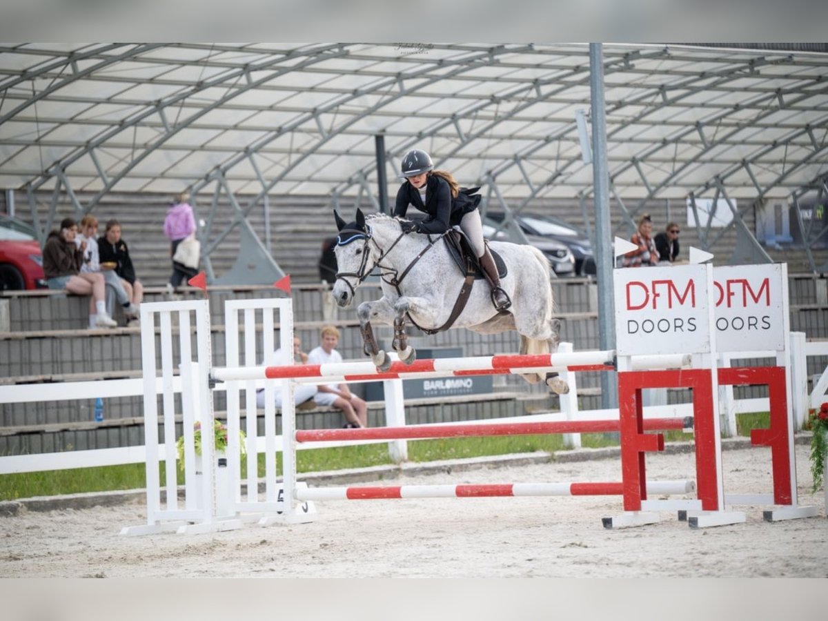 Polnisches Halbblut Stute 11 Jahre 163 cm Schimmel in Gdynia