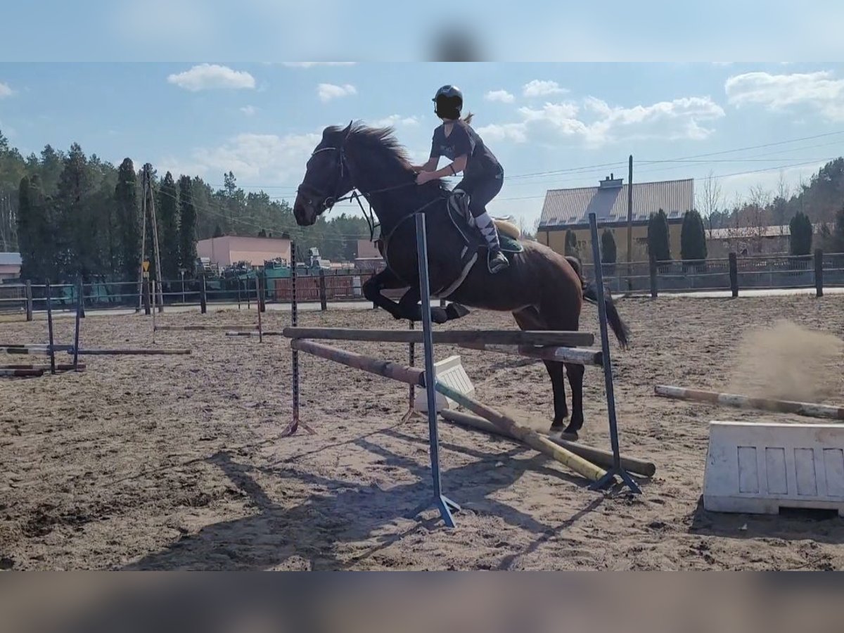 Polnisches Halbblut Stute 12 Jahre 167 cm Brauner in Jan&#xF3;w Lubelski