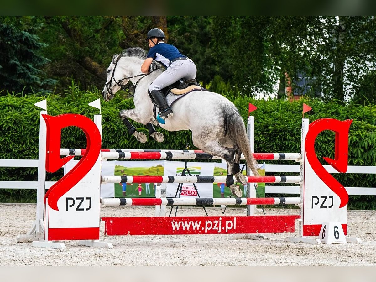 Polnisches Halbblut Stute 13 Jahre 171 cm Schimmel in Wysiedle