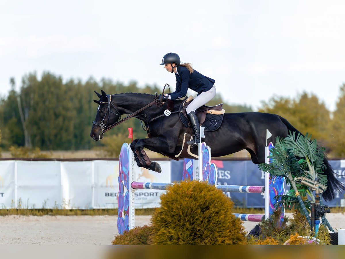 Polnisches Halbblut Stute 13 Jahre 180 cm Schwarzbrauner in &#x141;o&#x15B;