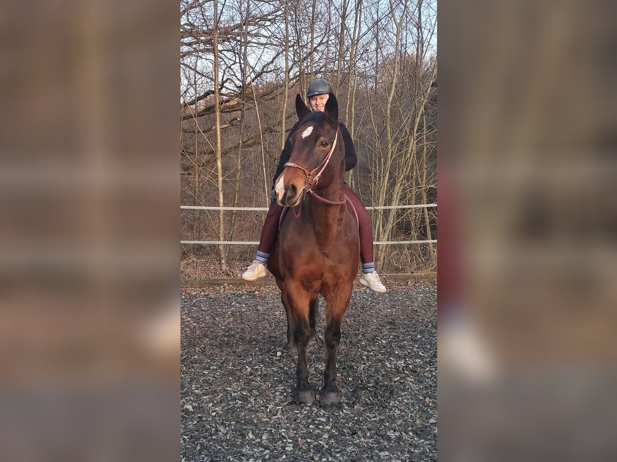 Polnisches Halbblut Stute 15 Jahre 165 cm Brauner in Bayerbach