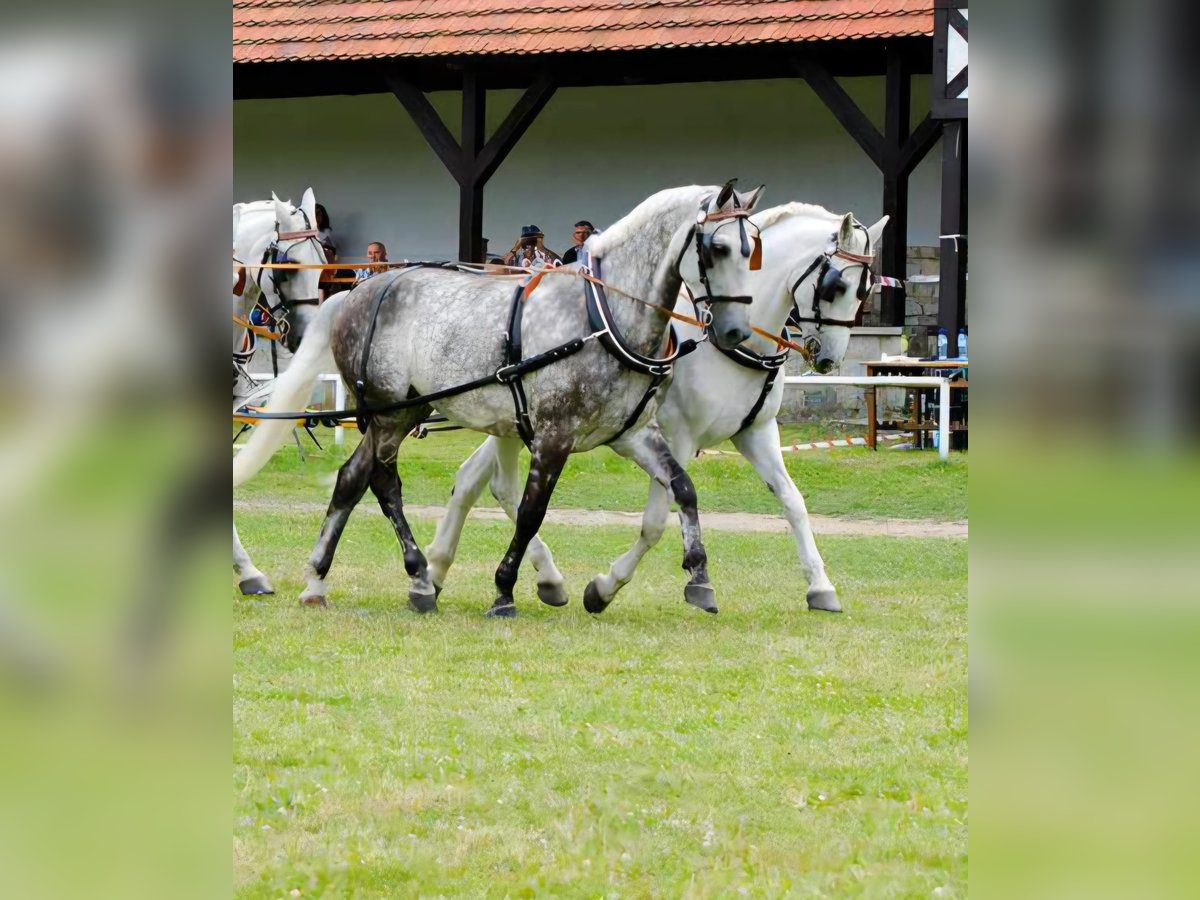 Polnisches Halbblut Stute 18 Jahre 167 cm Schimmel in Siedlce
