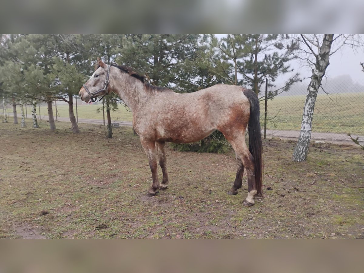 Polnisches Halbblut Stute 19 Jahre 165 cm Tigerschecke in Kałuszyn Polnisches Halbblut Stute 19 Jahre 165 cm Tigerschecke in Kałuszyn
