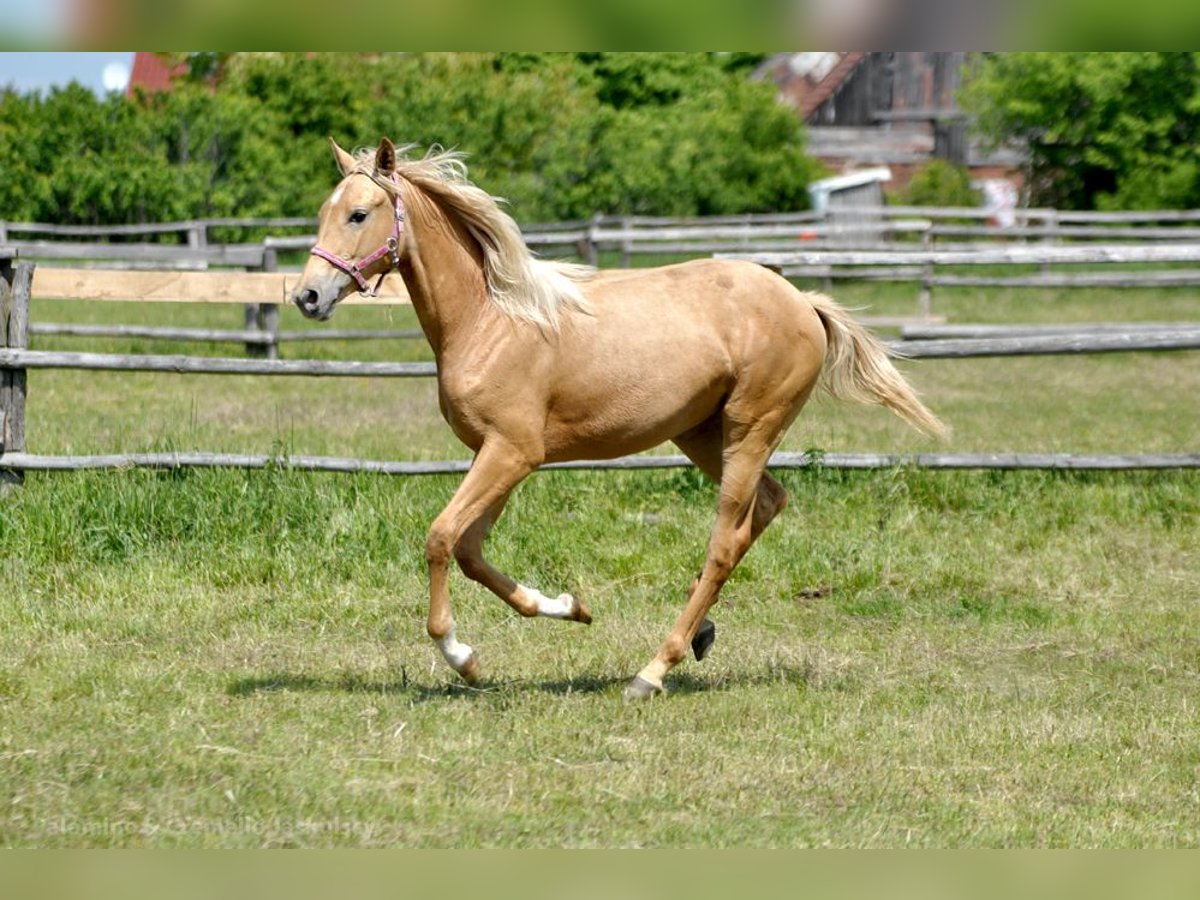 Polnisches Halbblut Stute 1 Jahr 165 cm Palomino in Piecowice