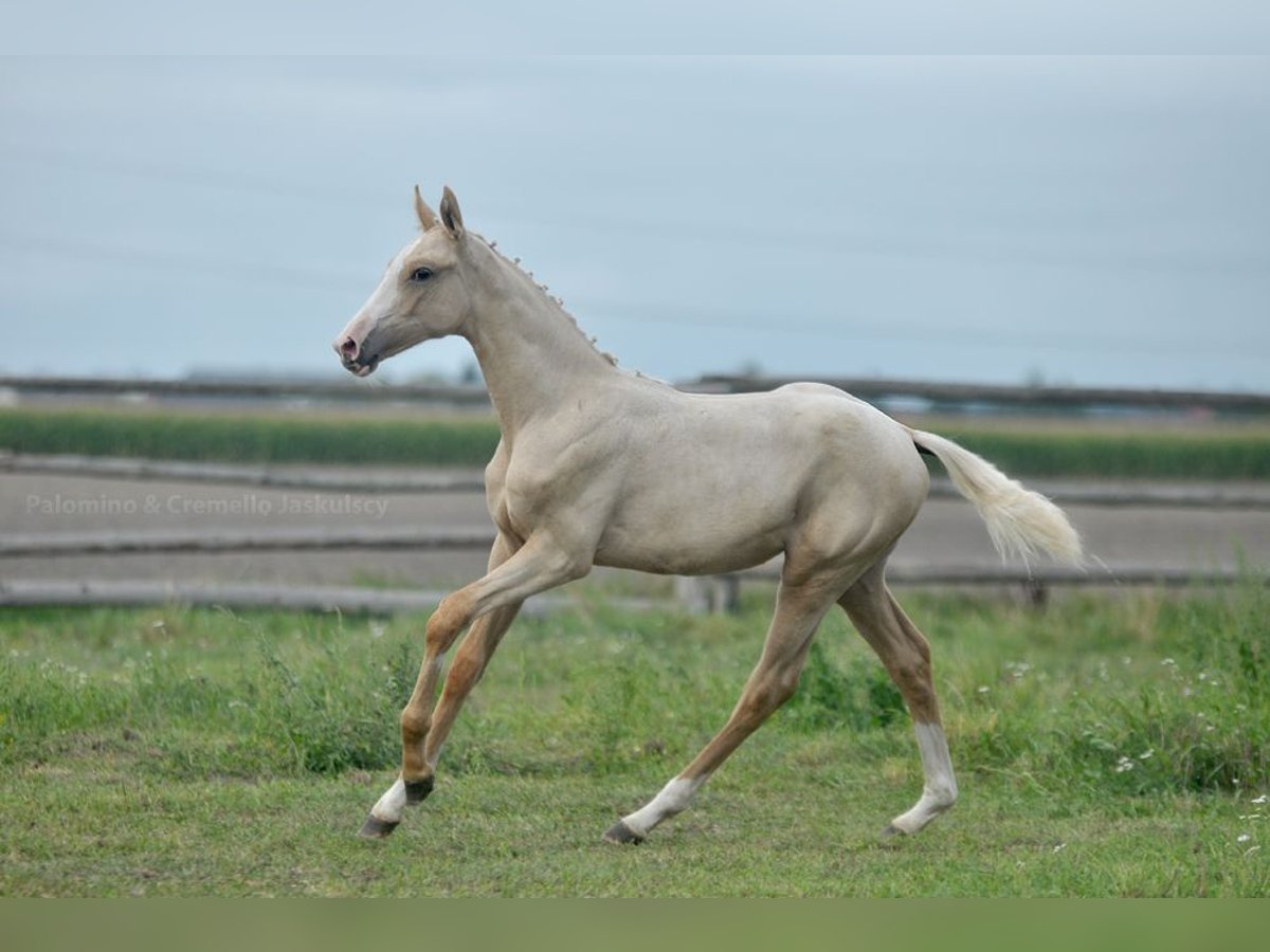 Polnisches Halbblut Stute 1 Jahr 165 cm Palomino in Kamieniec Wrocławski