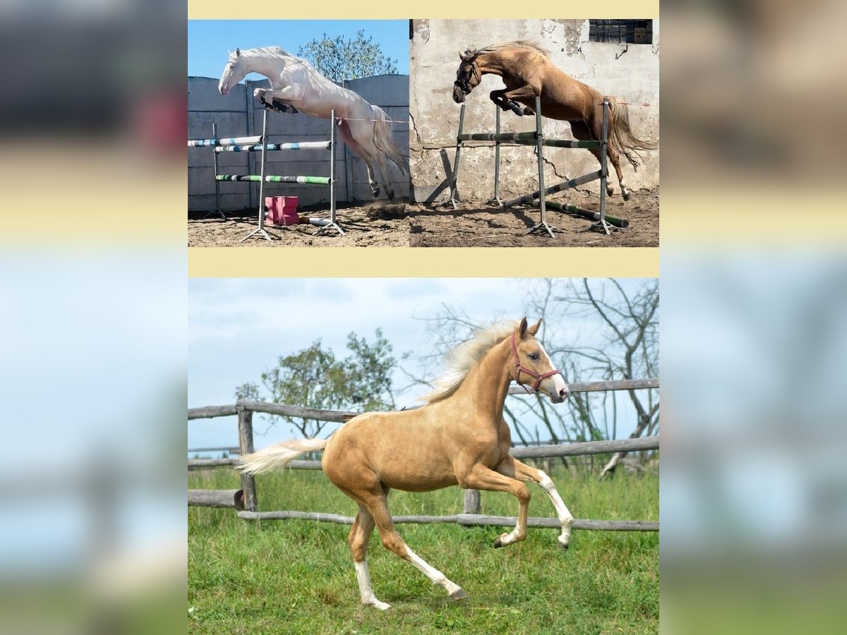 Polnisches Halbblut Stute 1 Jahr 168 cm Palomino in Kamieniec Wrocławski