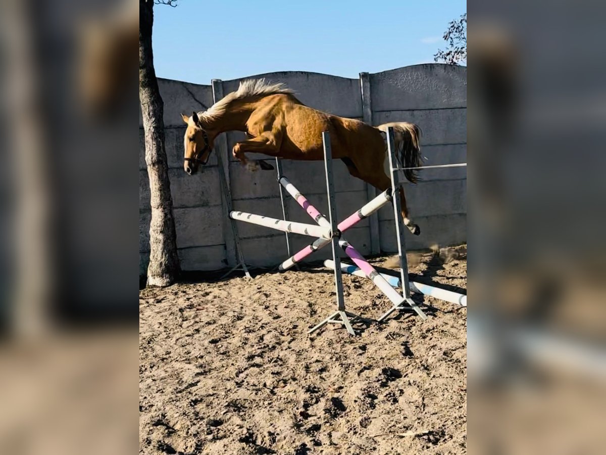 Polnisches Halbblut Stute 3 Jahre 158 cm Palomino in Dobrosz&#xF3;w Ole&#x15B;nicki