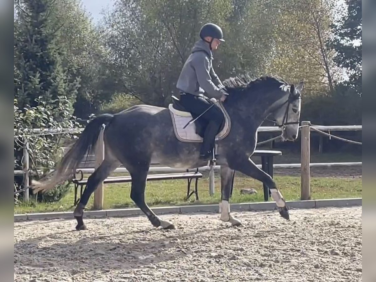 Polnisches Halbblut Stute 4 Jahre 157 cm Schimmel in Paruszka