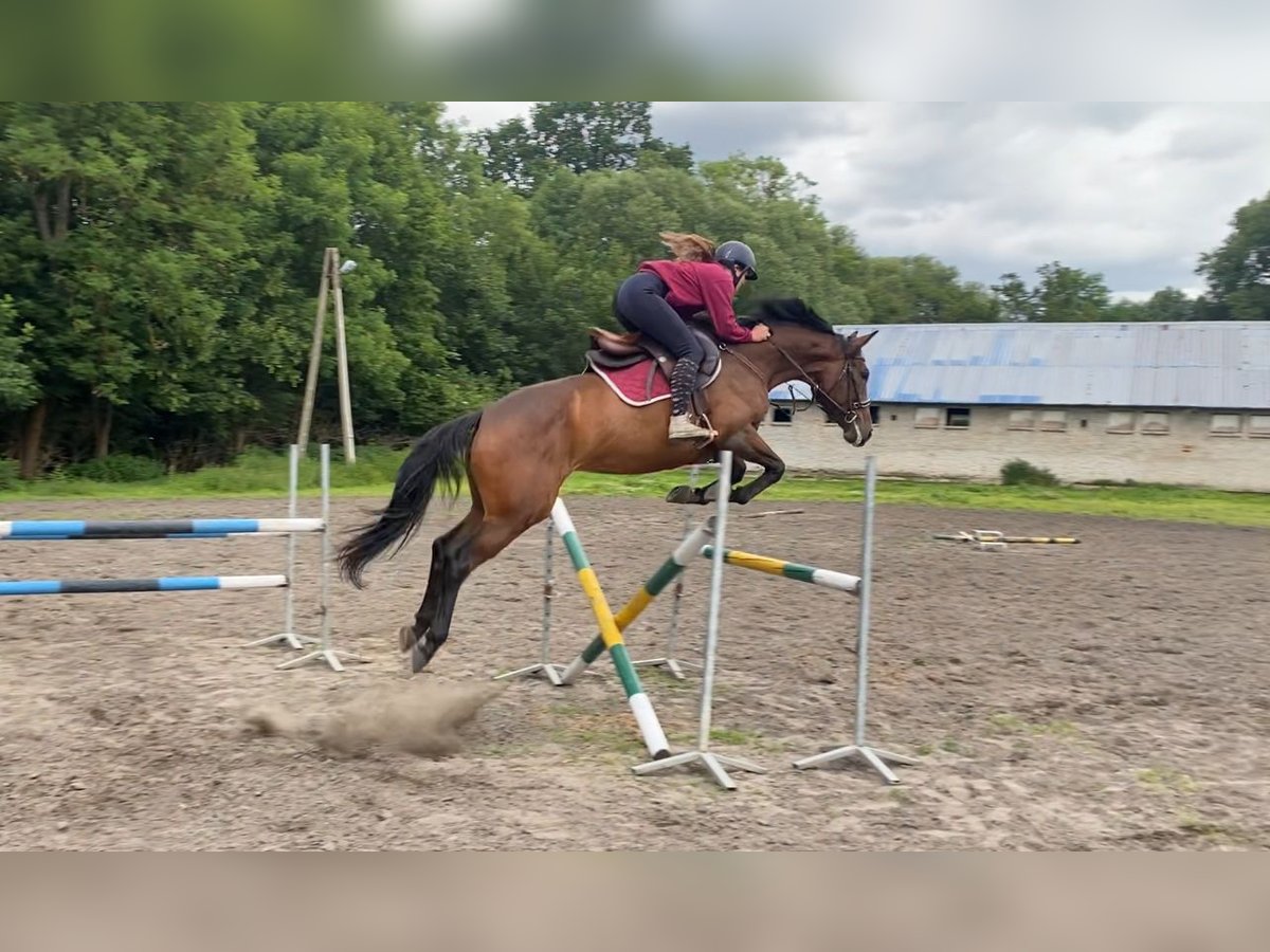 Polnisches Halbblut Stute 6 Jahre 165 cm Brauner in Rybno Wielkie