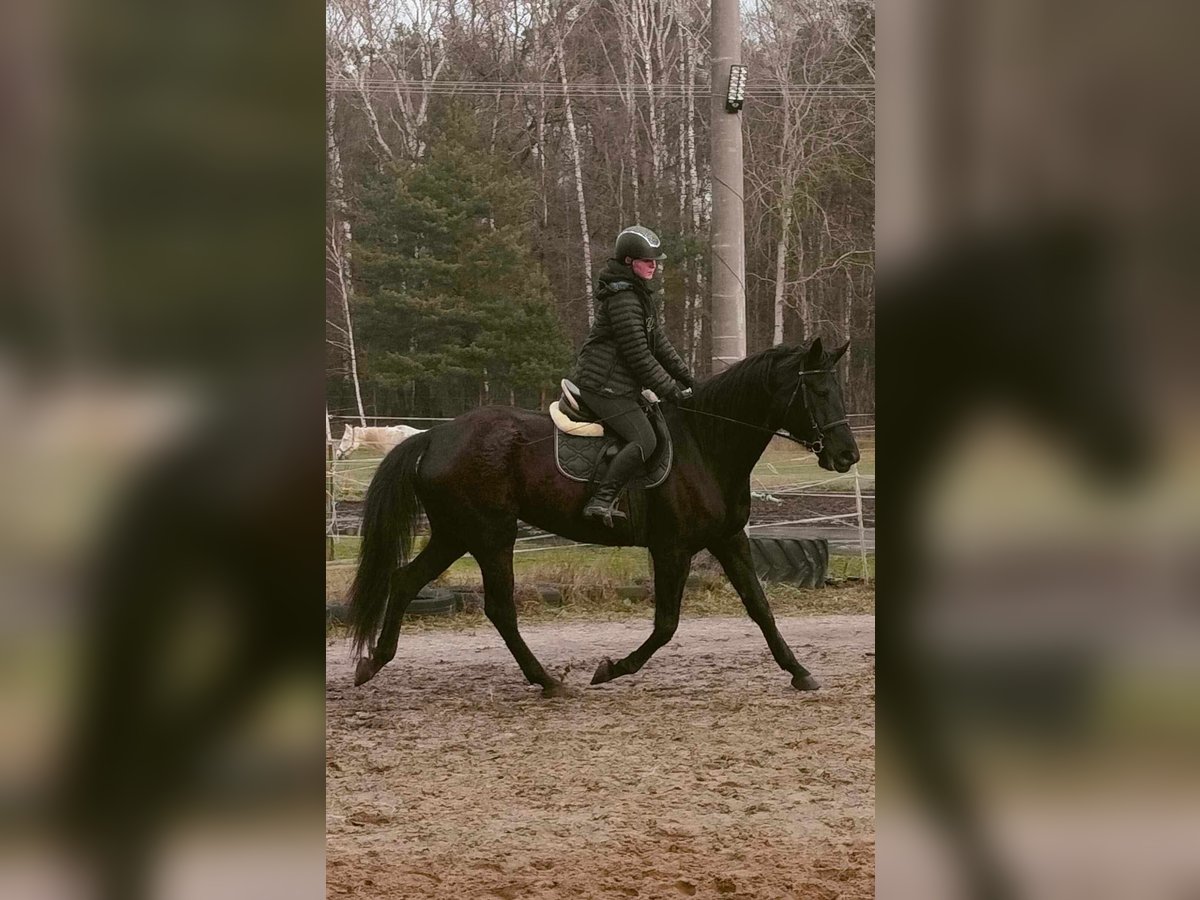 Polnisches Halbblut Stute 6 Jahre 170 cm Rappe in Zbuczyn