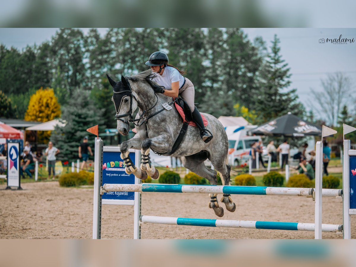 Polnisches Halbblut Stute 6 Jahre 175 cm Apfelschimmel in Che&#x142;m&#x17C;a