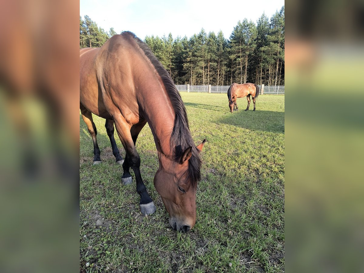 Polnisches Halbblut Stute 7 Jahre 163 cm Brauner in Kruszyna