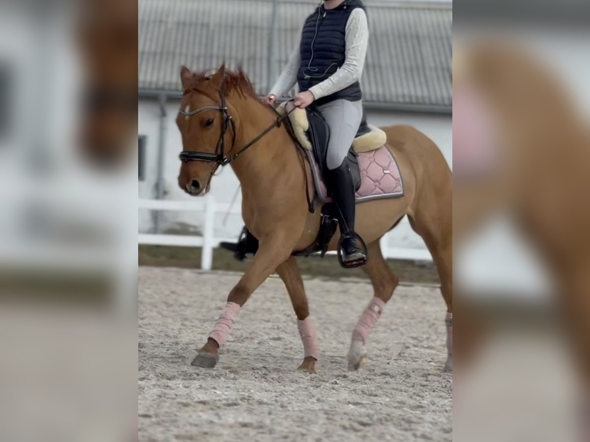Polnisches Halbblut Stute 9 Jahre 147 cm Fuchs in Legnica