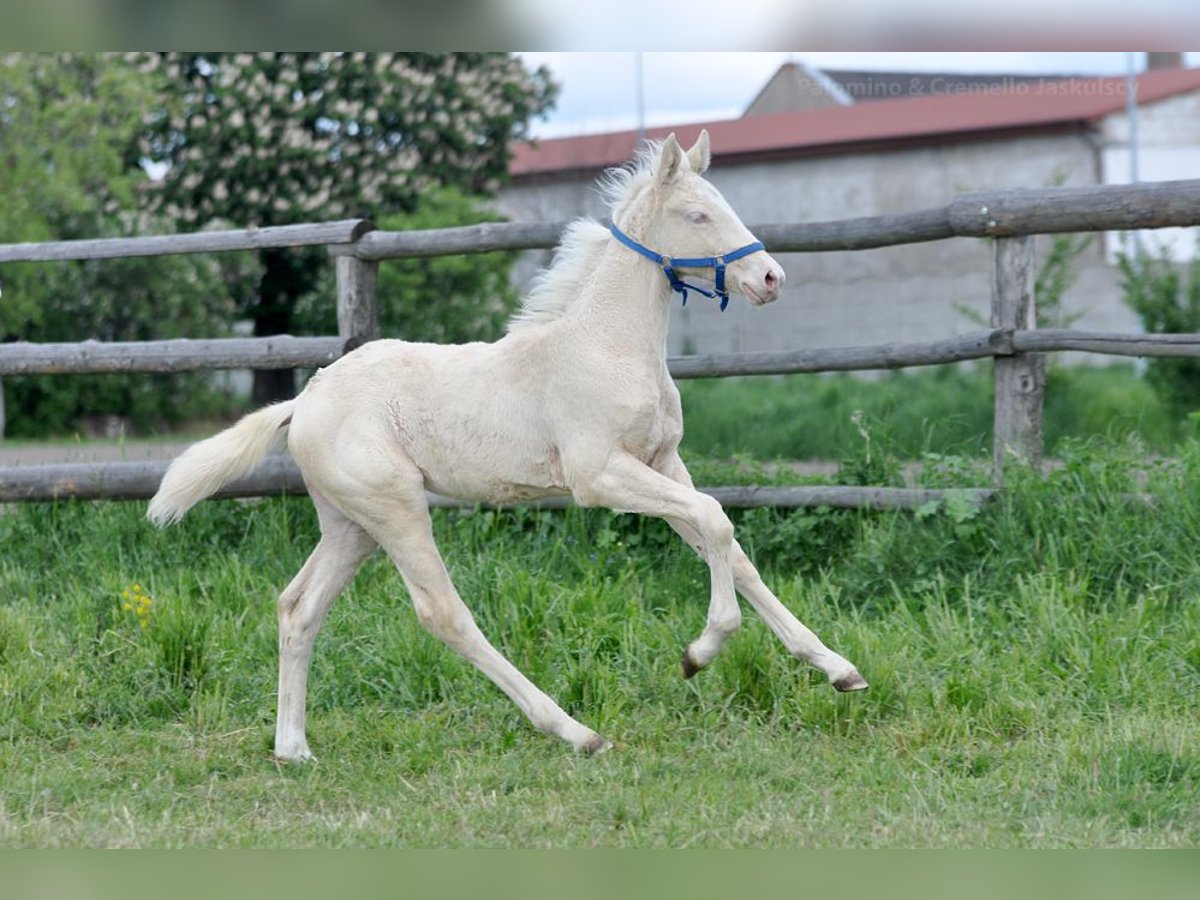 Polnisches Halbblut Stute  165 cm Cremello in Piecowice