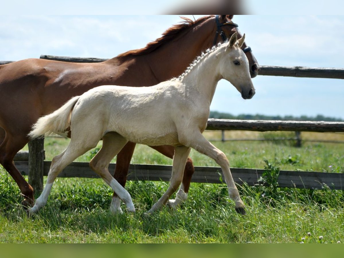 Polnisches Halbblut Stute  167 cm Palomino in Piecowice