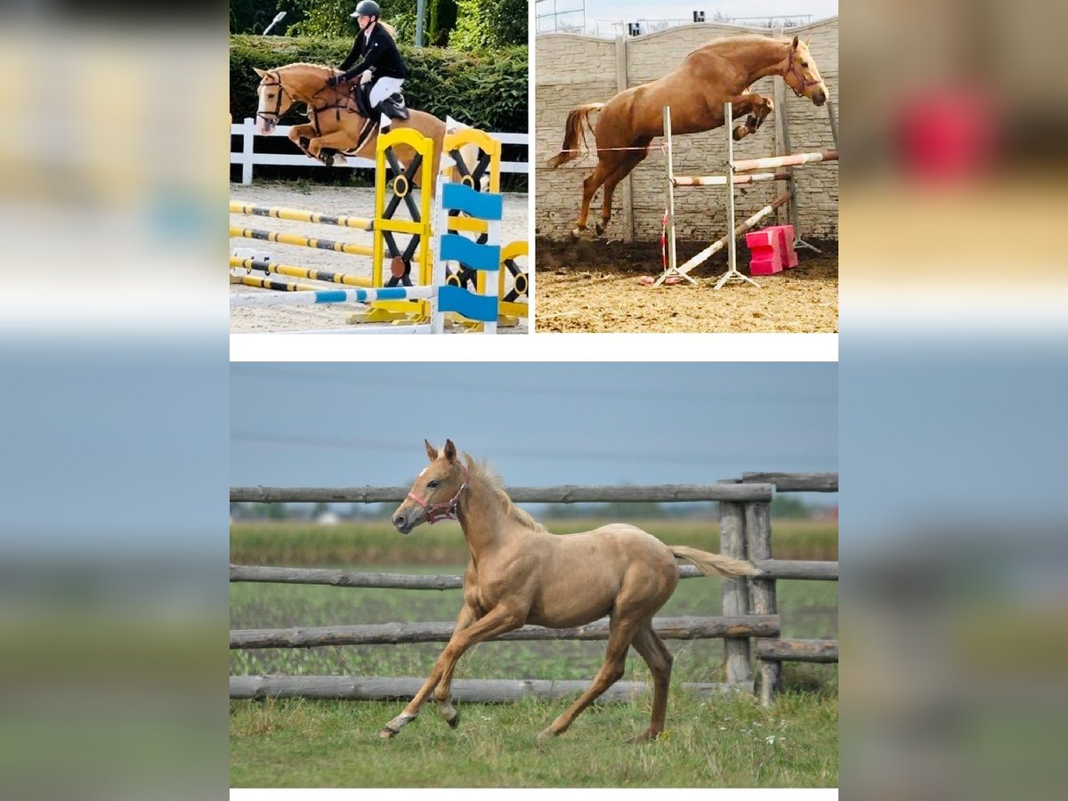 Polnisches Halbblut Stute Fohlen (05/2024) 168 cm Palomino in Kamieniec Wrocławski