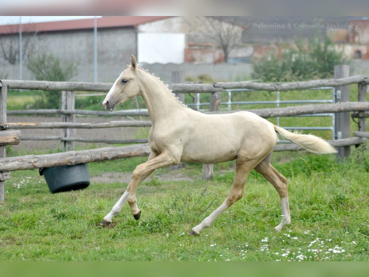 Polnisches Halbblut Stute Fohlen (03/2024) 170 cm Palomino in Kamieniec Wrocławski